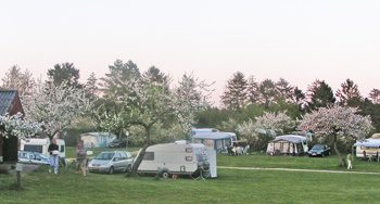 Skanderborg Sø Camping er en gammel frugtplantage. De smukke træer giver god læ og skygge.