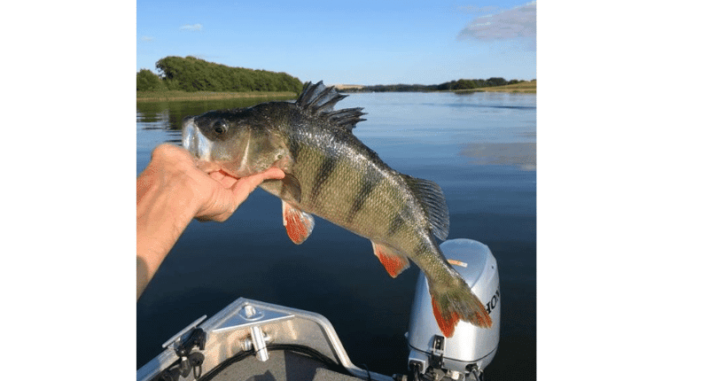 fish caught