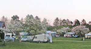 Skanderborg Sø Camping ist ein alter Obstgarten. Die schönen Bäume spenden guten Schatten.